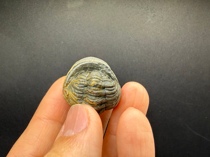 Enrolled Moroccops Trilobite