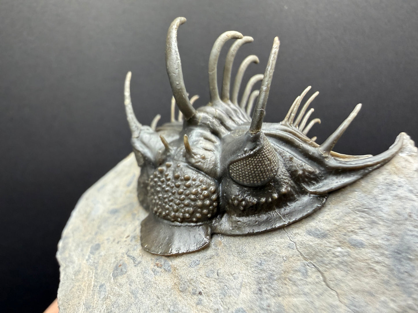 Comura Trilobite