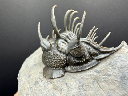 Comura Trilobite