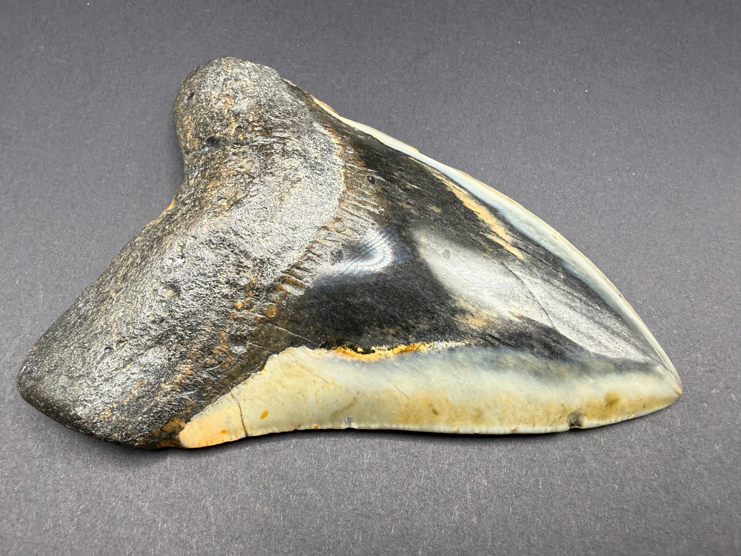 Megalodon Tooth