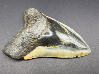 Megalodon Tooth