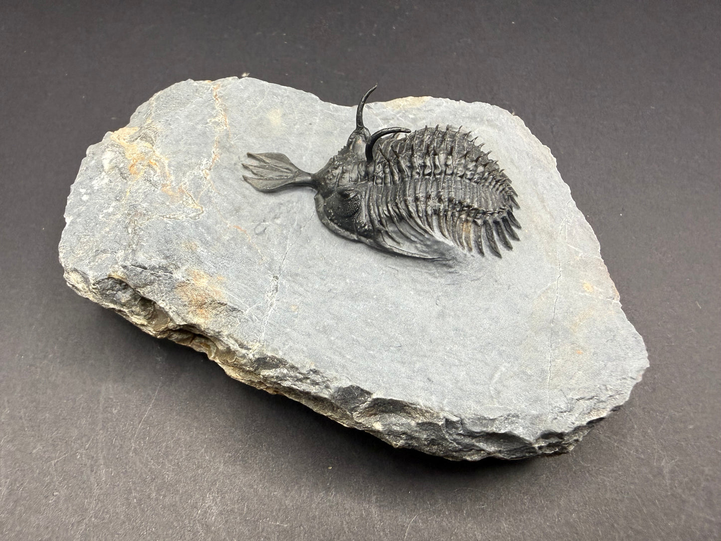 Walliserops Trilobite