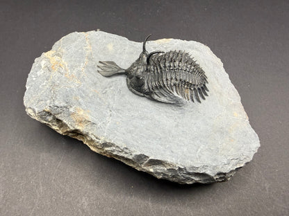 Walliserops Trilobite