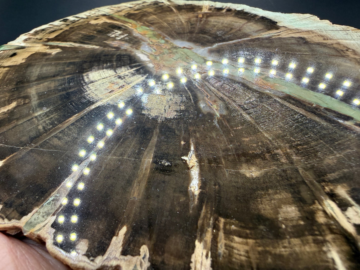Woodworthia Petrified Wood