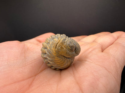 Enrolled Moroccops Trilobite