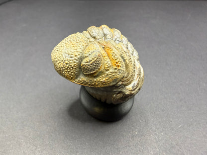 Enrolled Moroccops Trilobite