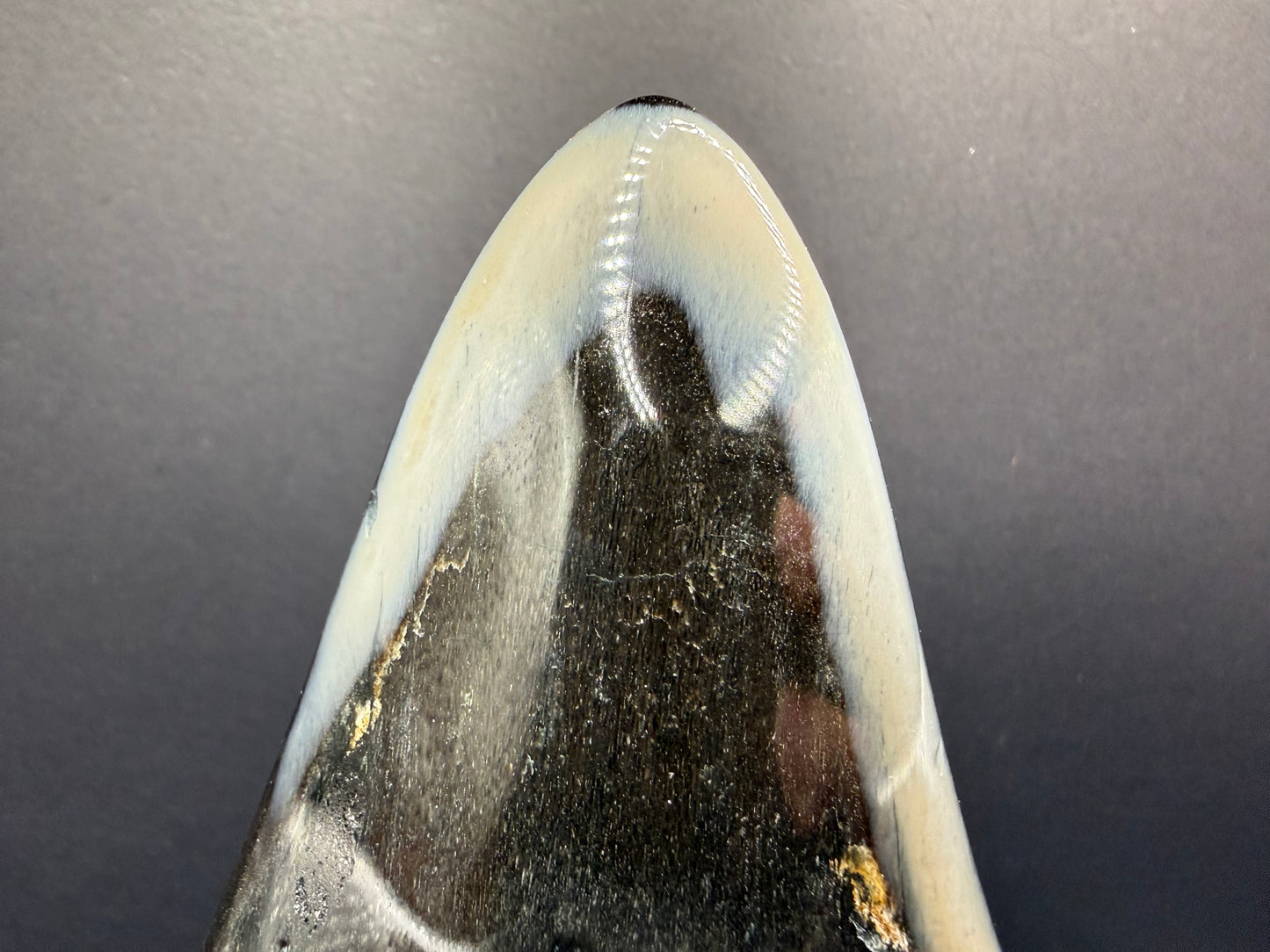 Megalodon Tooth