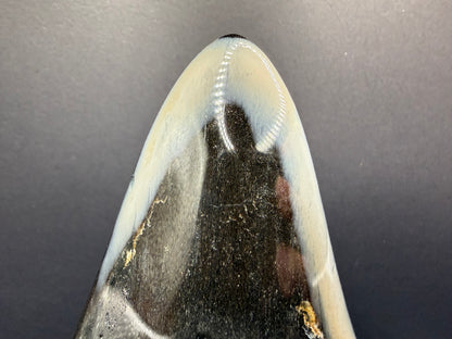Megalodon Tooth