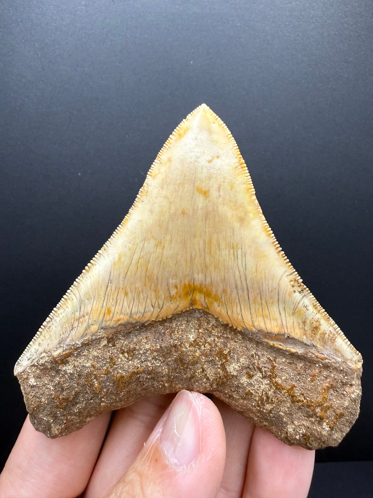 Megalodon Tooth