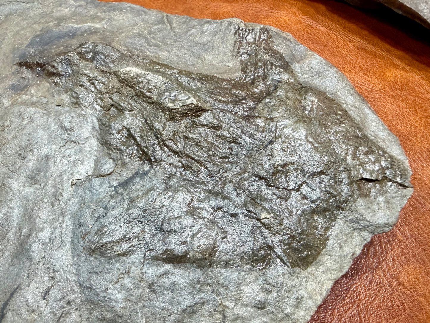 Dinosaur Trace