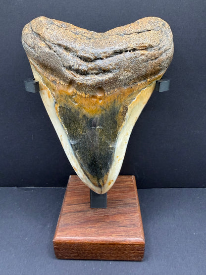 Megalodon Tooth