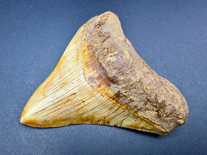 Megalodon Tooth