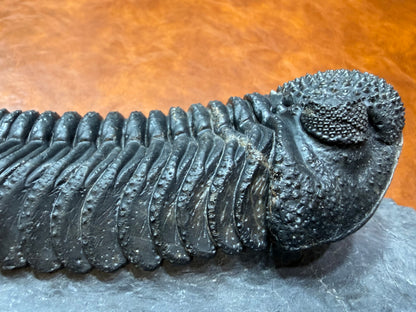 Drotops Trilobite