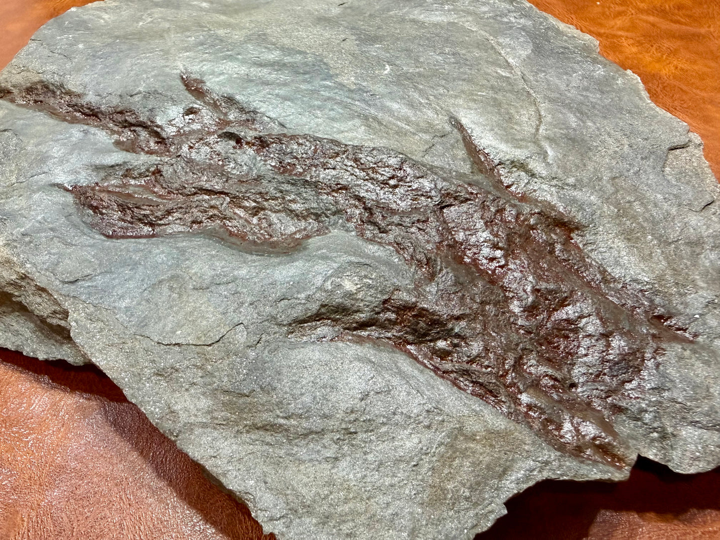 Dinosaur trace