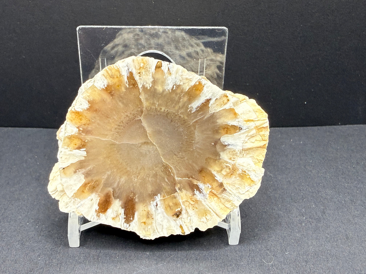 Araucaria Petrified Wood
