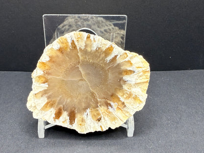 Araucaria Petrified Wood