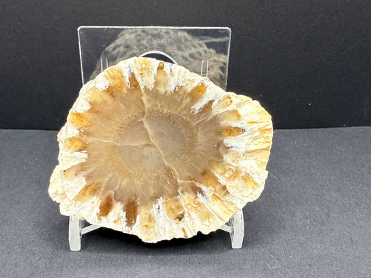Araucaria Petrified Wood