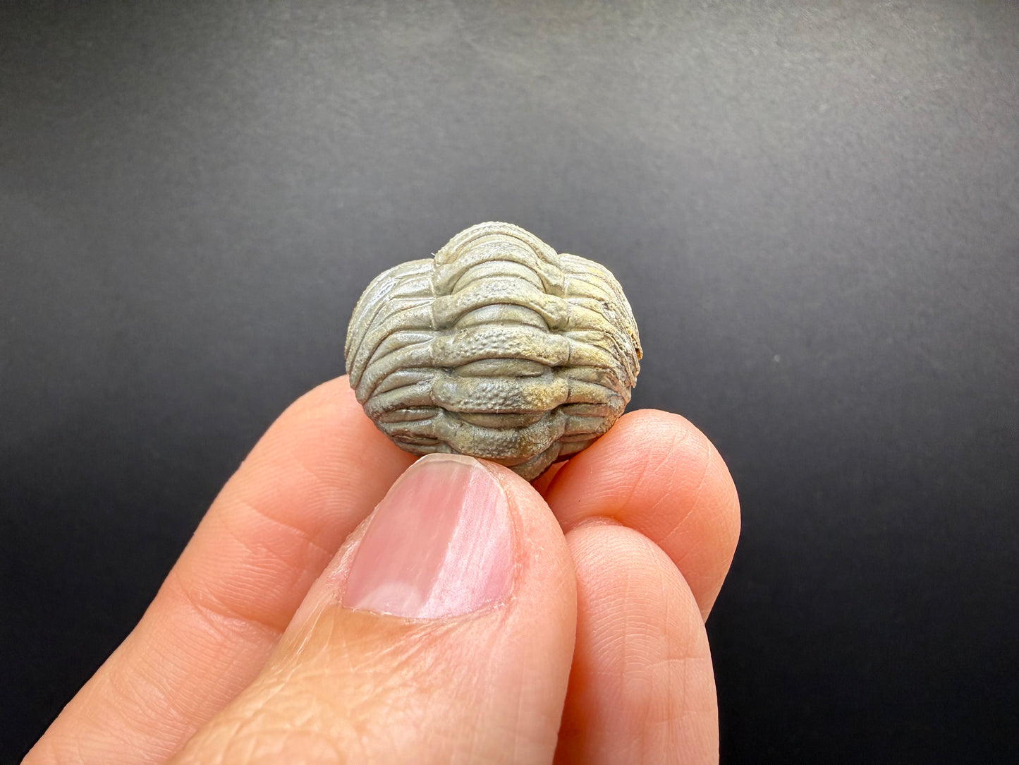 Enrolled Moroccops Trilobite
