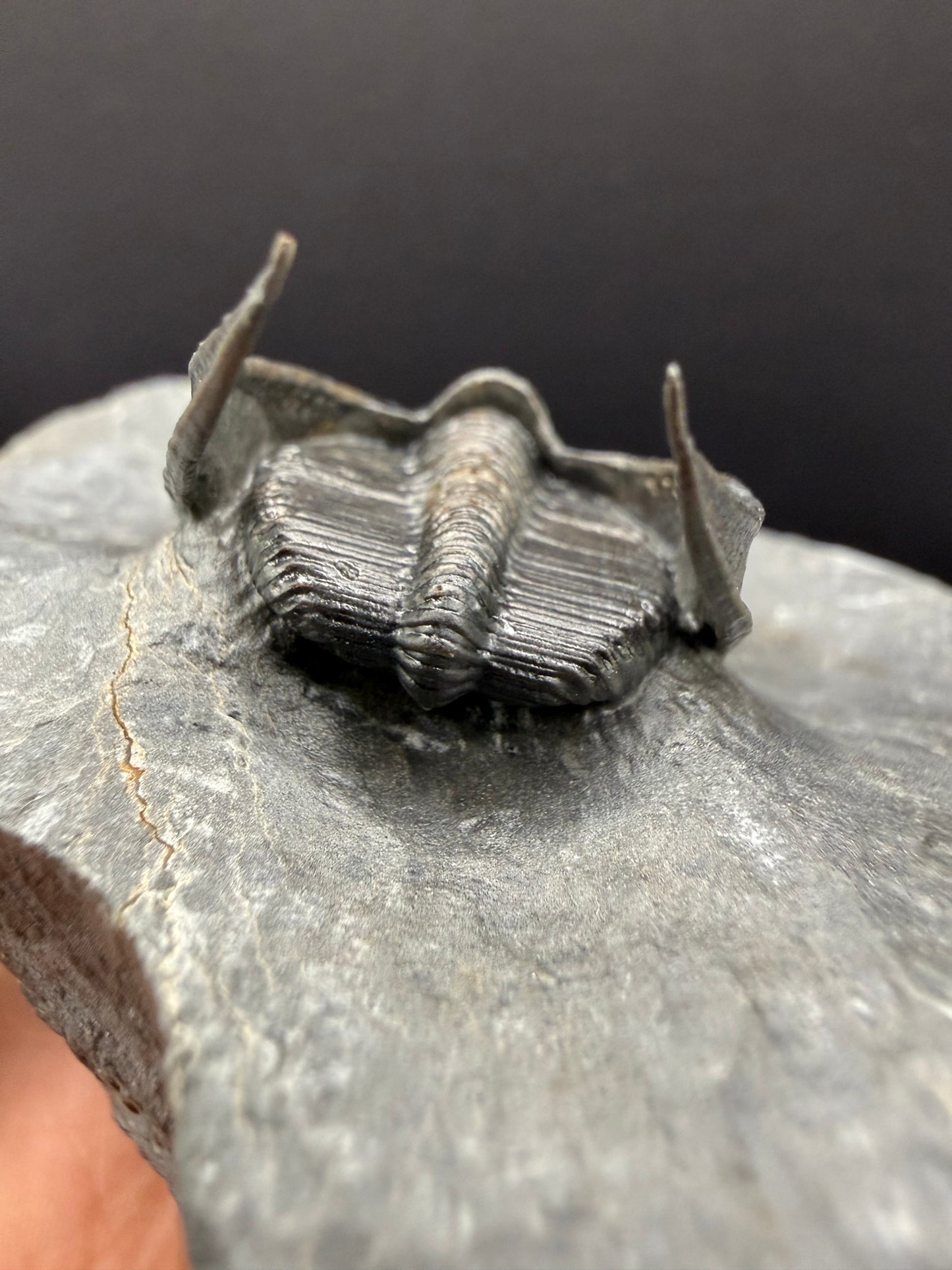 Harpes Trilobite