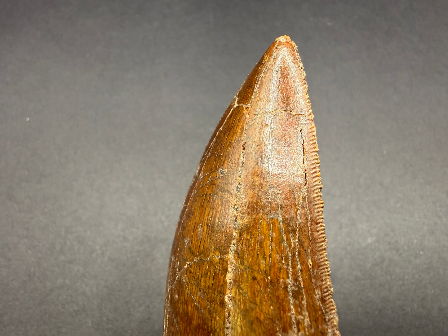 Carcharodontosaurus Tooth