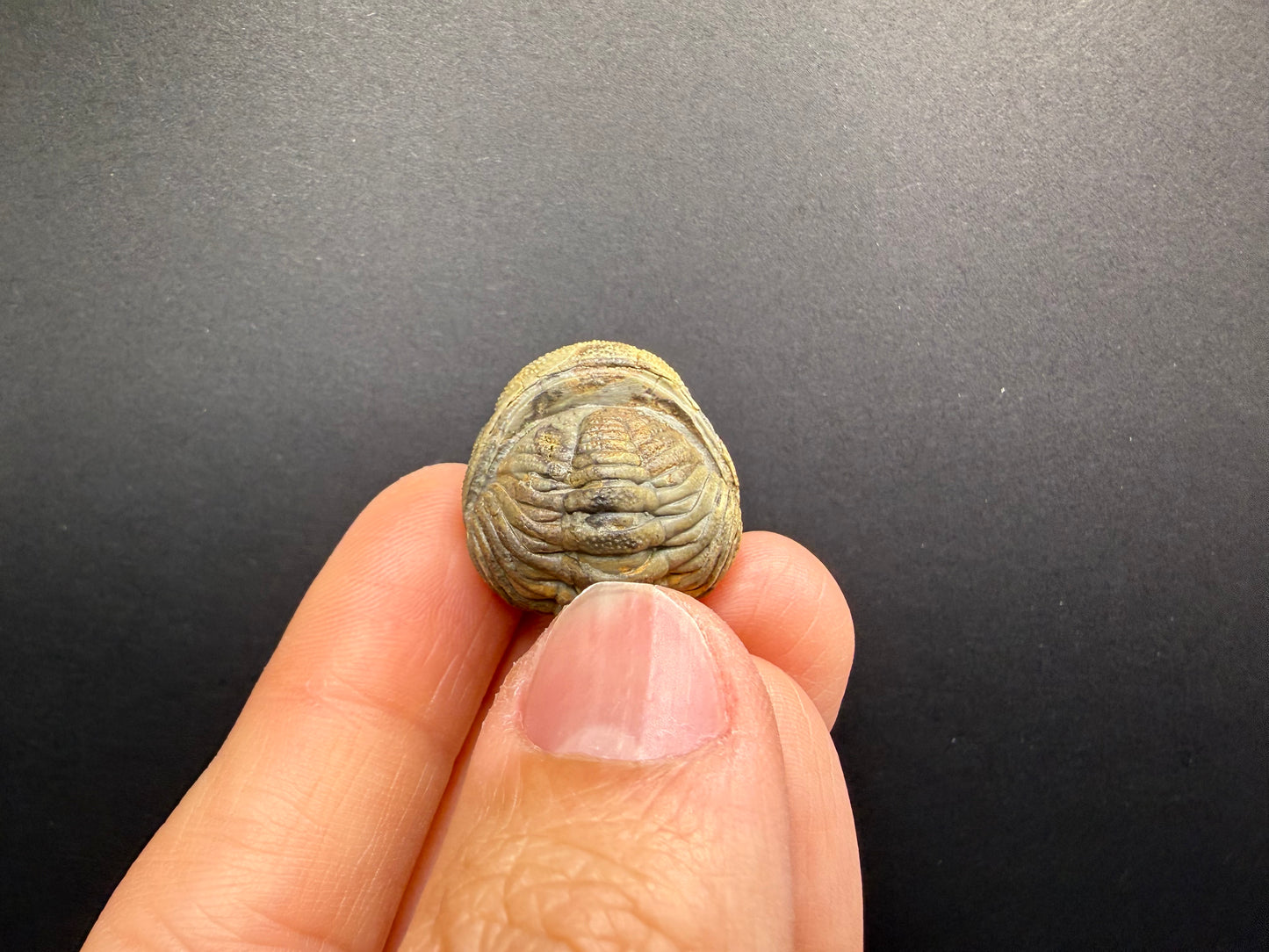 Enrolled Moroccops Trilobite