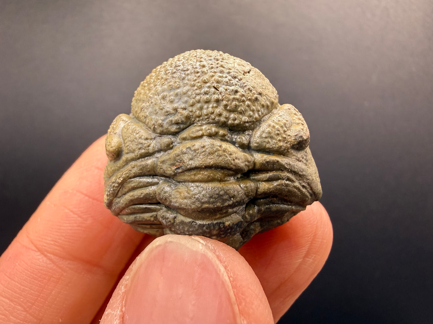 Enrolled Moroccops Trilobite