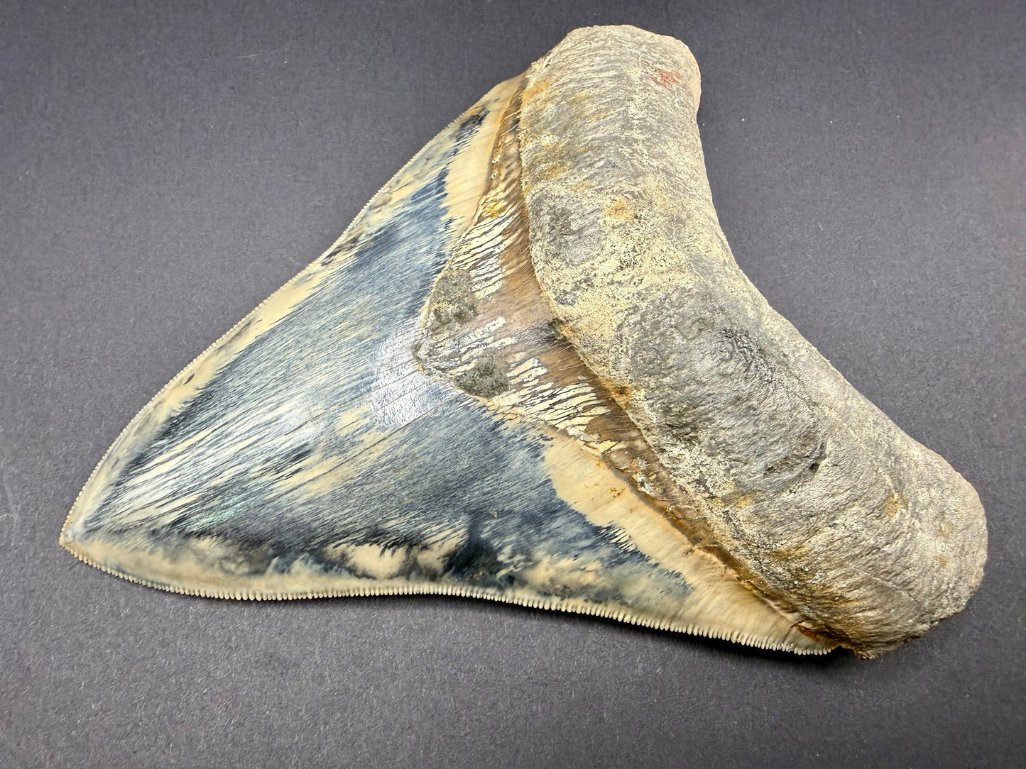 Megalodon Tooth