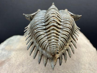 Metacanthina Trilobite