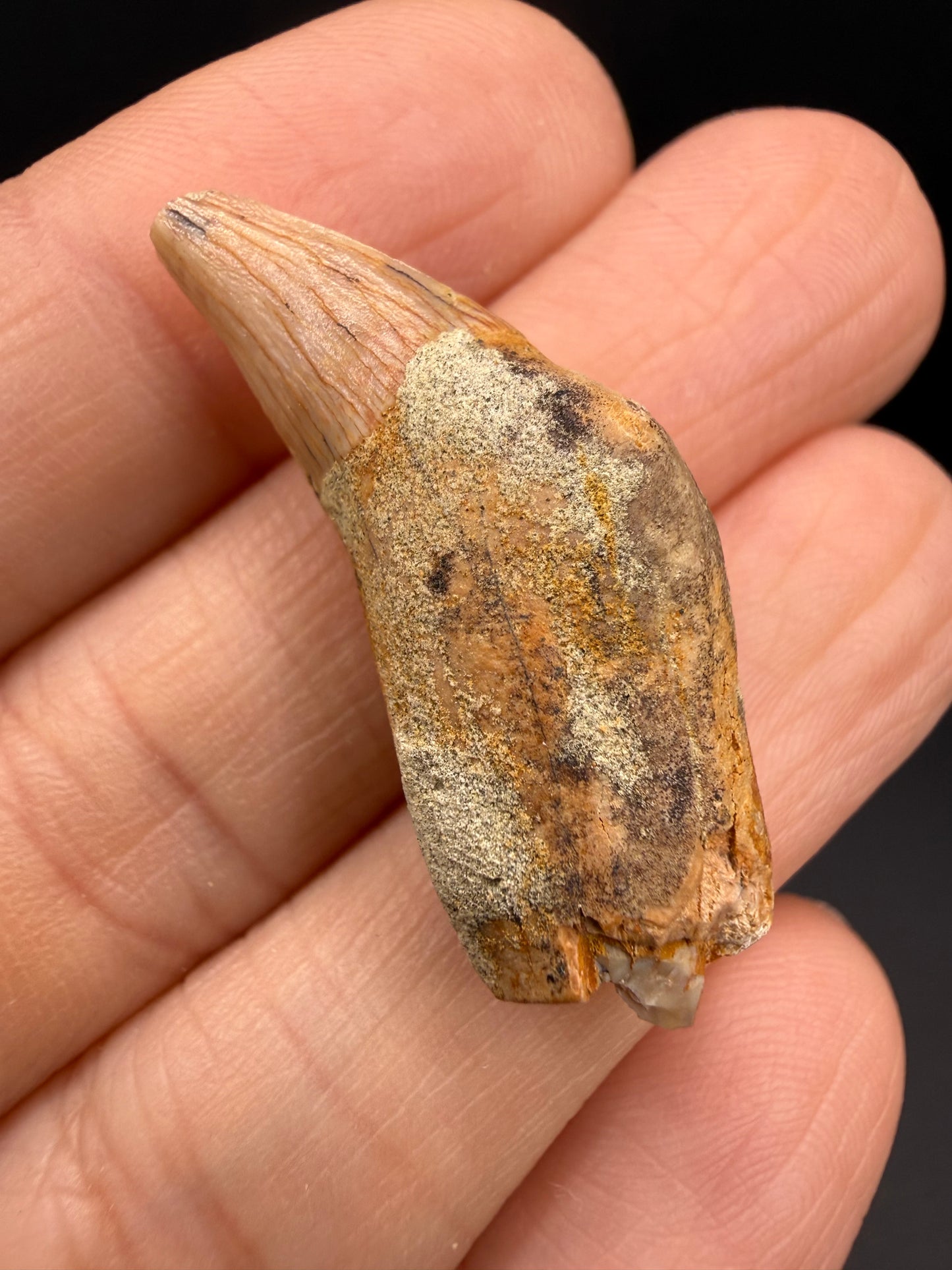 Dolphin Tooth