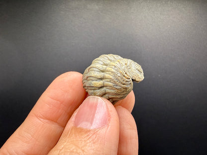 Enrolled Moroccops Trilobite