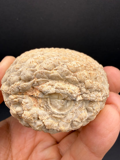 Araucaria Petrified Wood