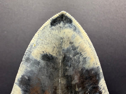 Megalodon Tooth