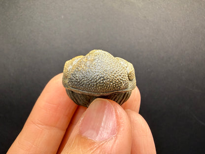 Enrolled Moroccops Trilobite