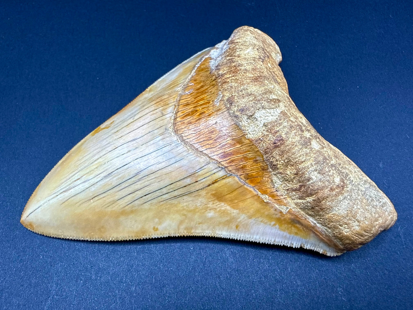 Megalodon Tooth