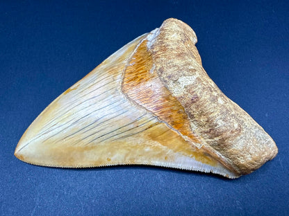 Megalodon Tooth