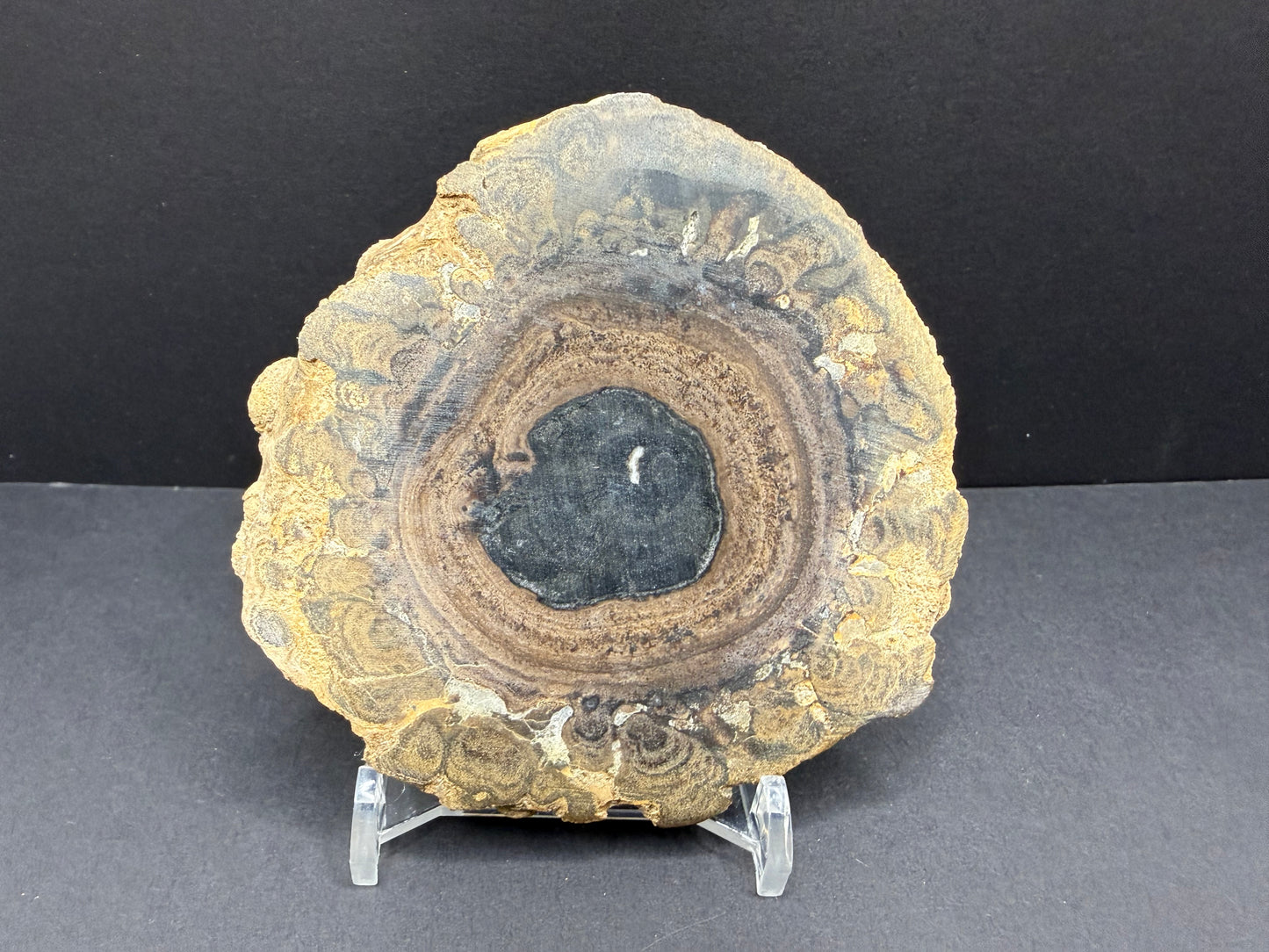 Stromatolite Petrified Wood