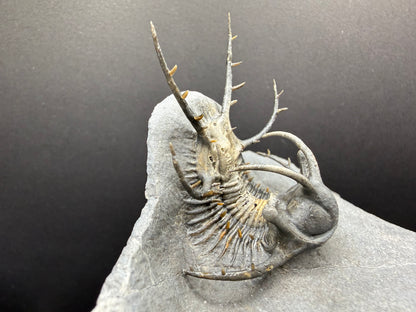 Ceratarges Trilobite