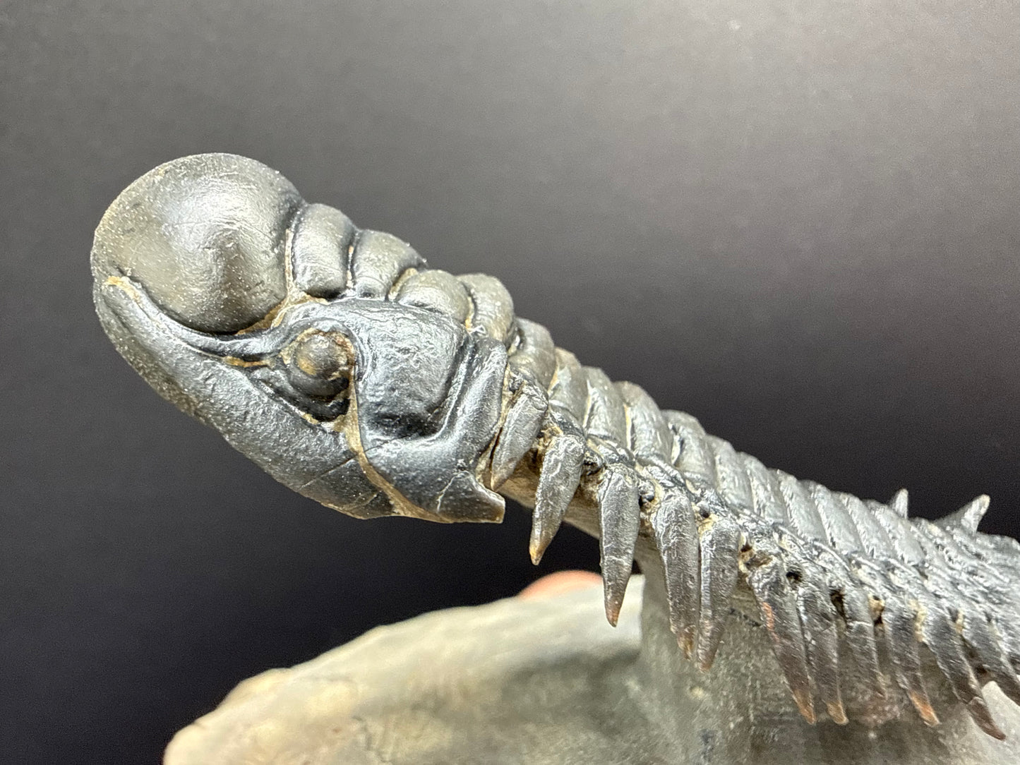 Crotalocephalus Trilobite