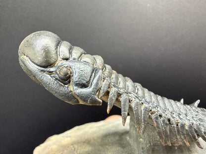 Crotalocephalus Trilobite