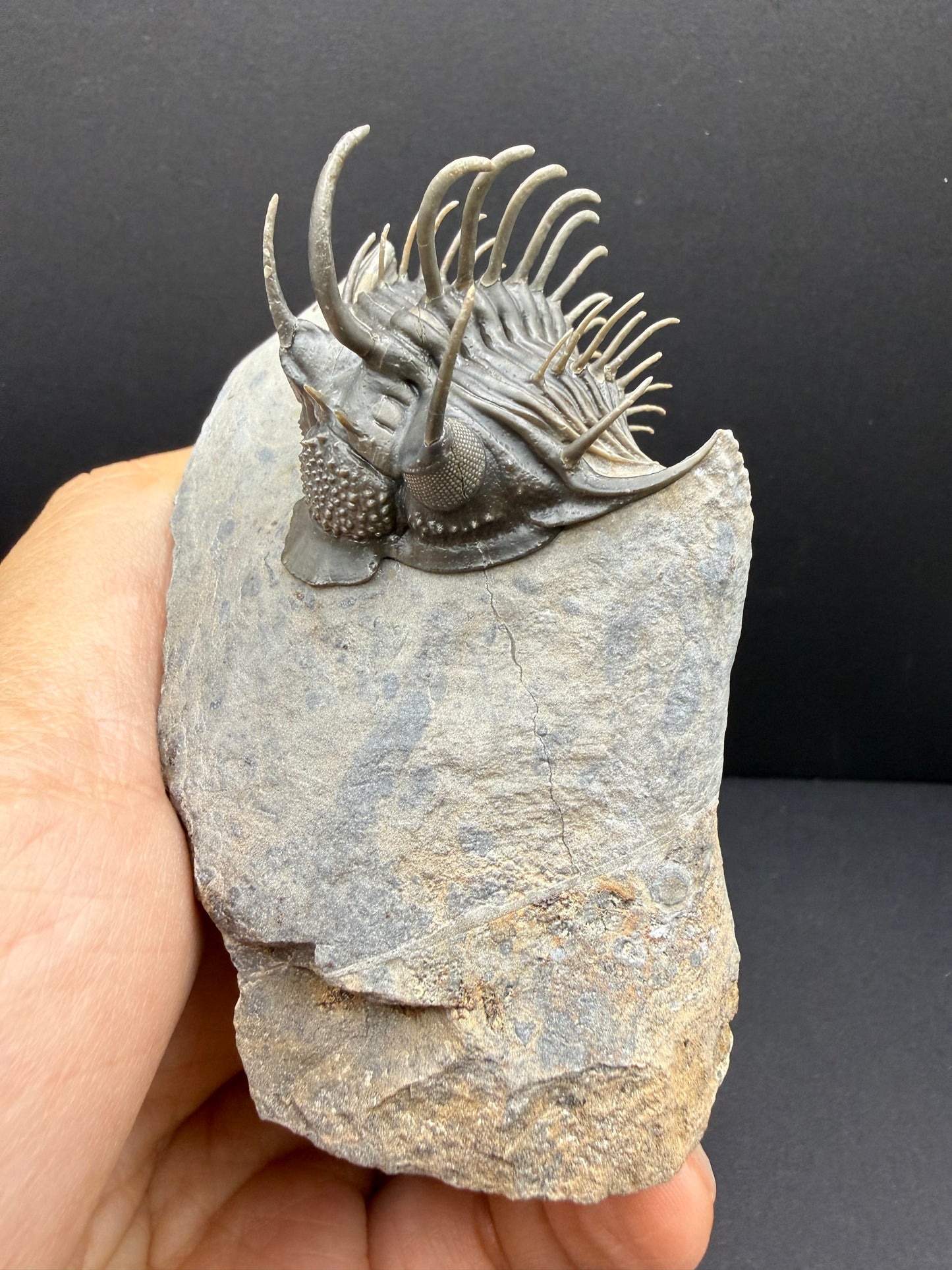 Comura Trilobite