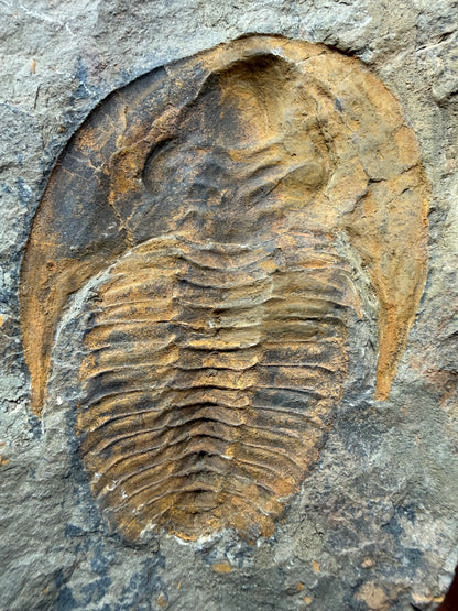 Cambropallas Cambrian Trilobite