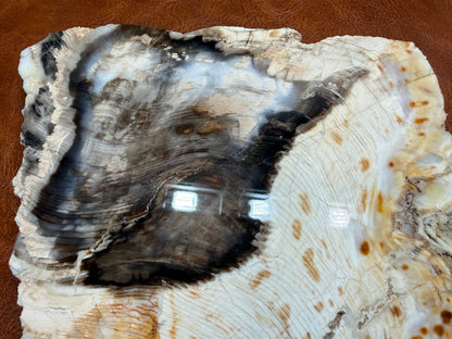 Cypress Petrified Wood