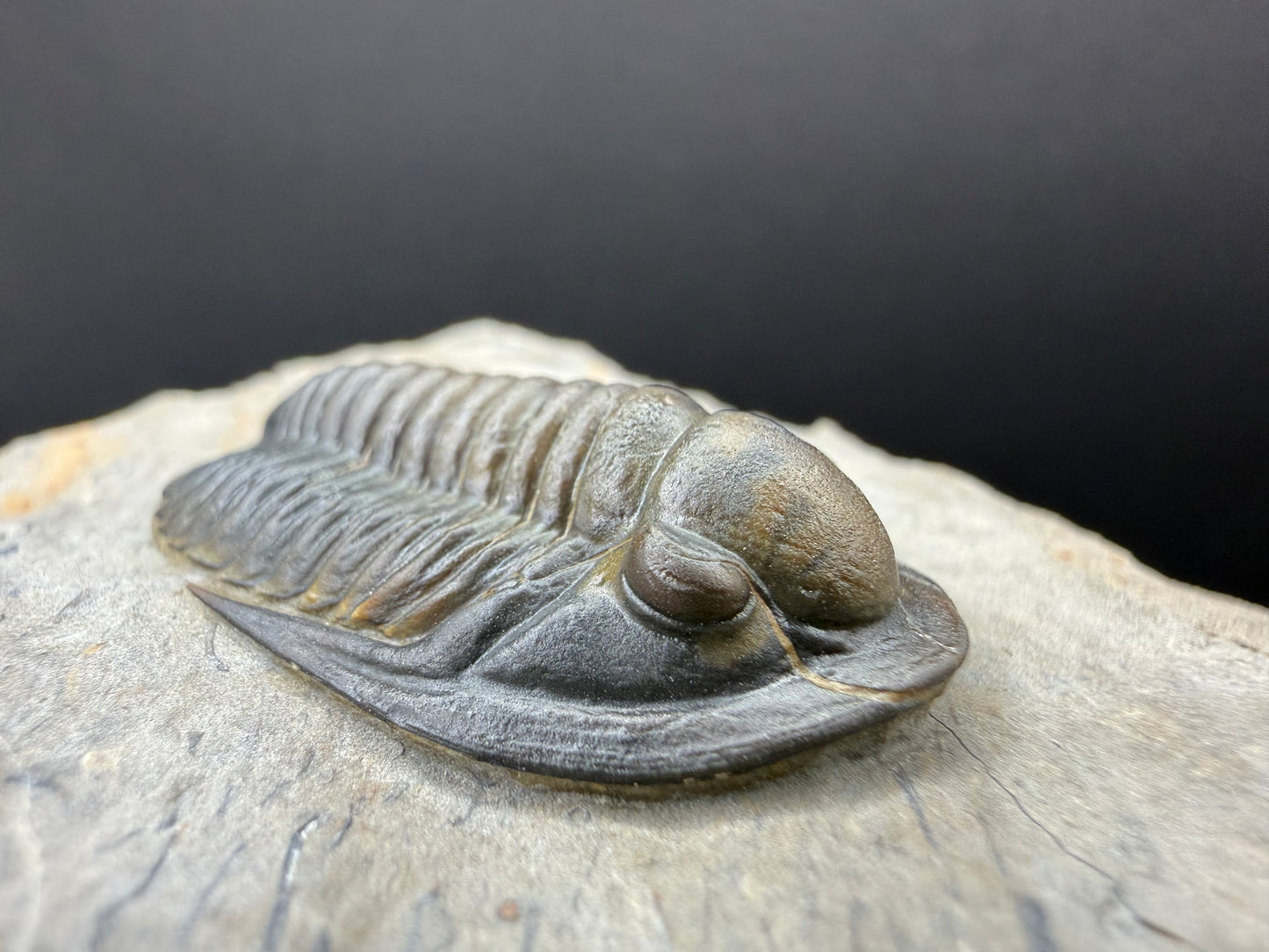 Cornuproetus Trilobite