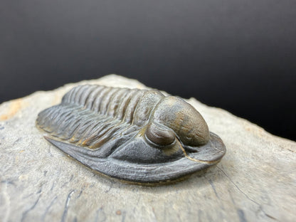 Cornuproetus Trilobite