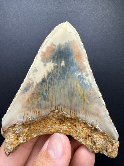 Megalodon Tooth