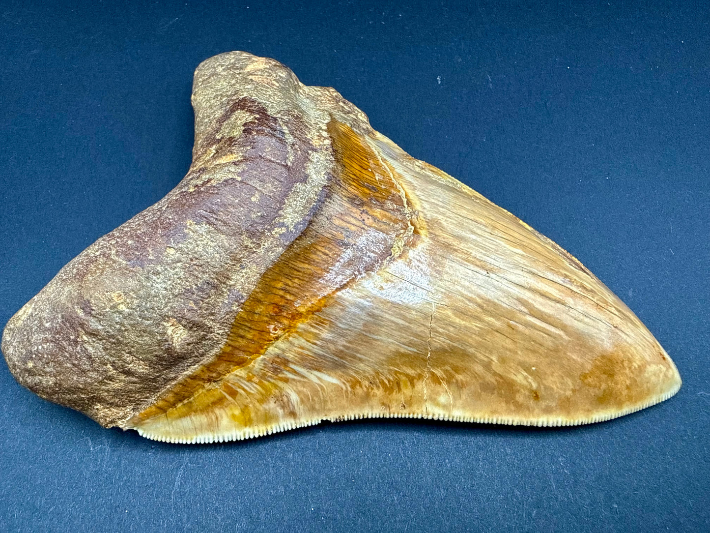 Megalodon Tooth