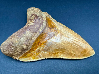 Megalodon Tooth