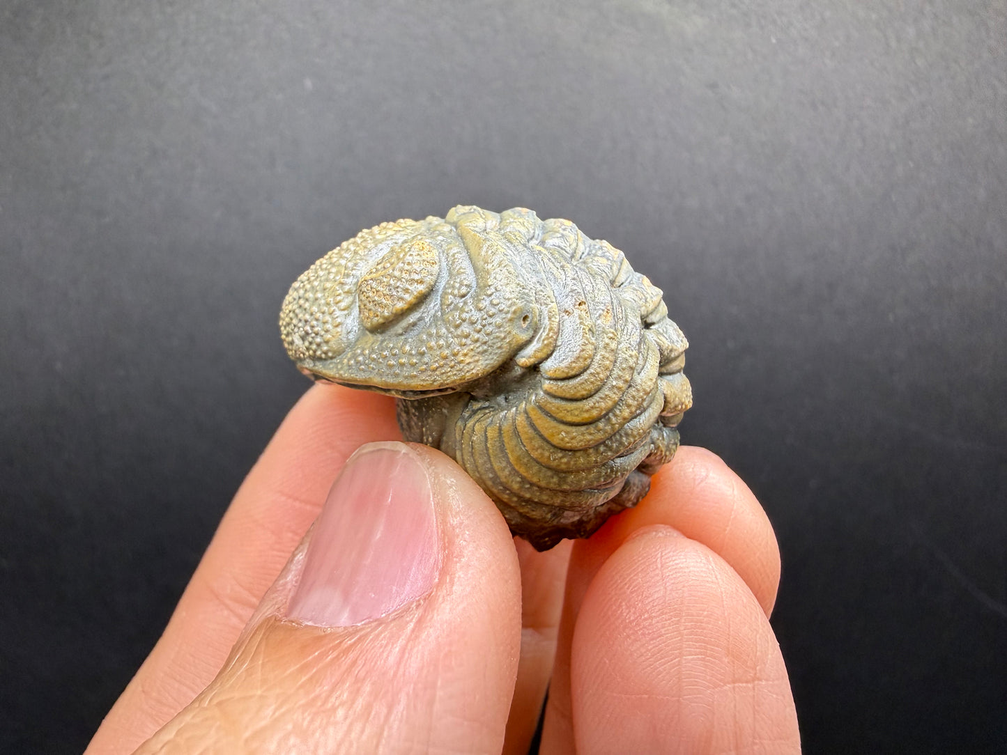 Enrolled Moroccops Trilobite