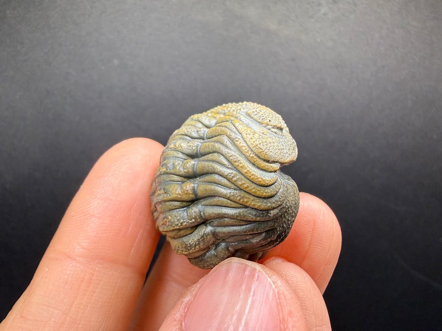 Enrolled Moroccops Trilobite