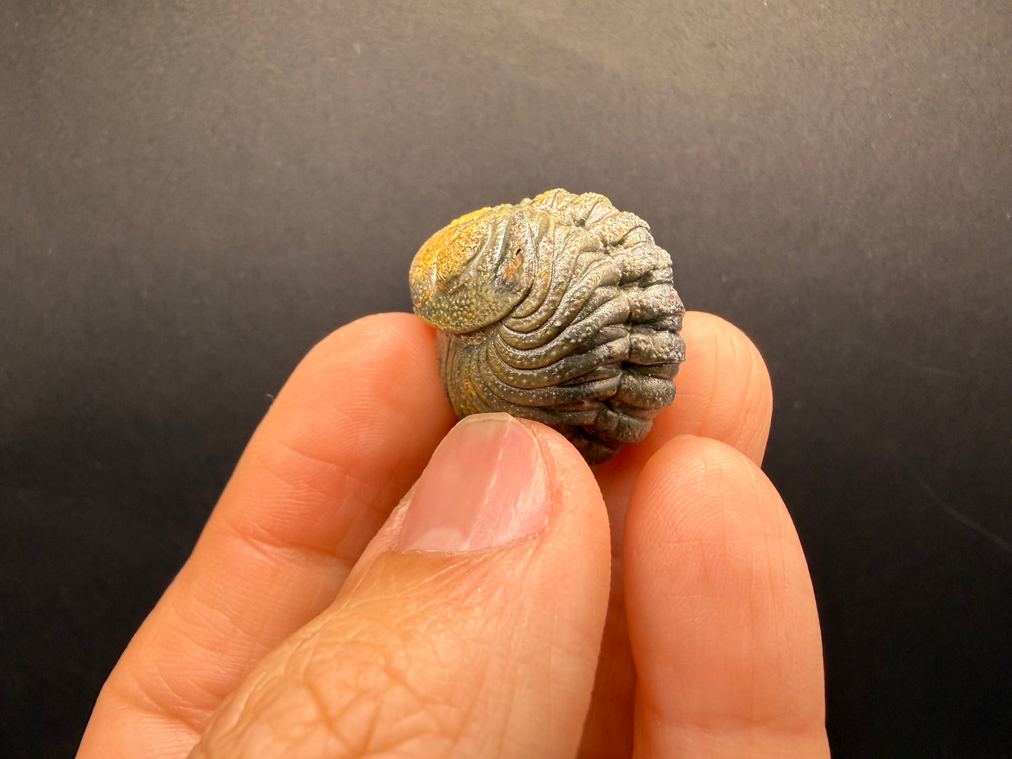Enrolled Moroccops Trilobite